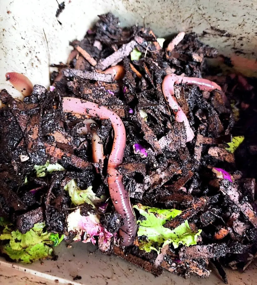 European Nightcrawlers (ENC) (Eisenia hortensis or Dendrobaena veneta)