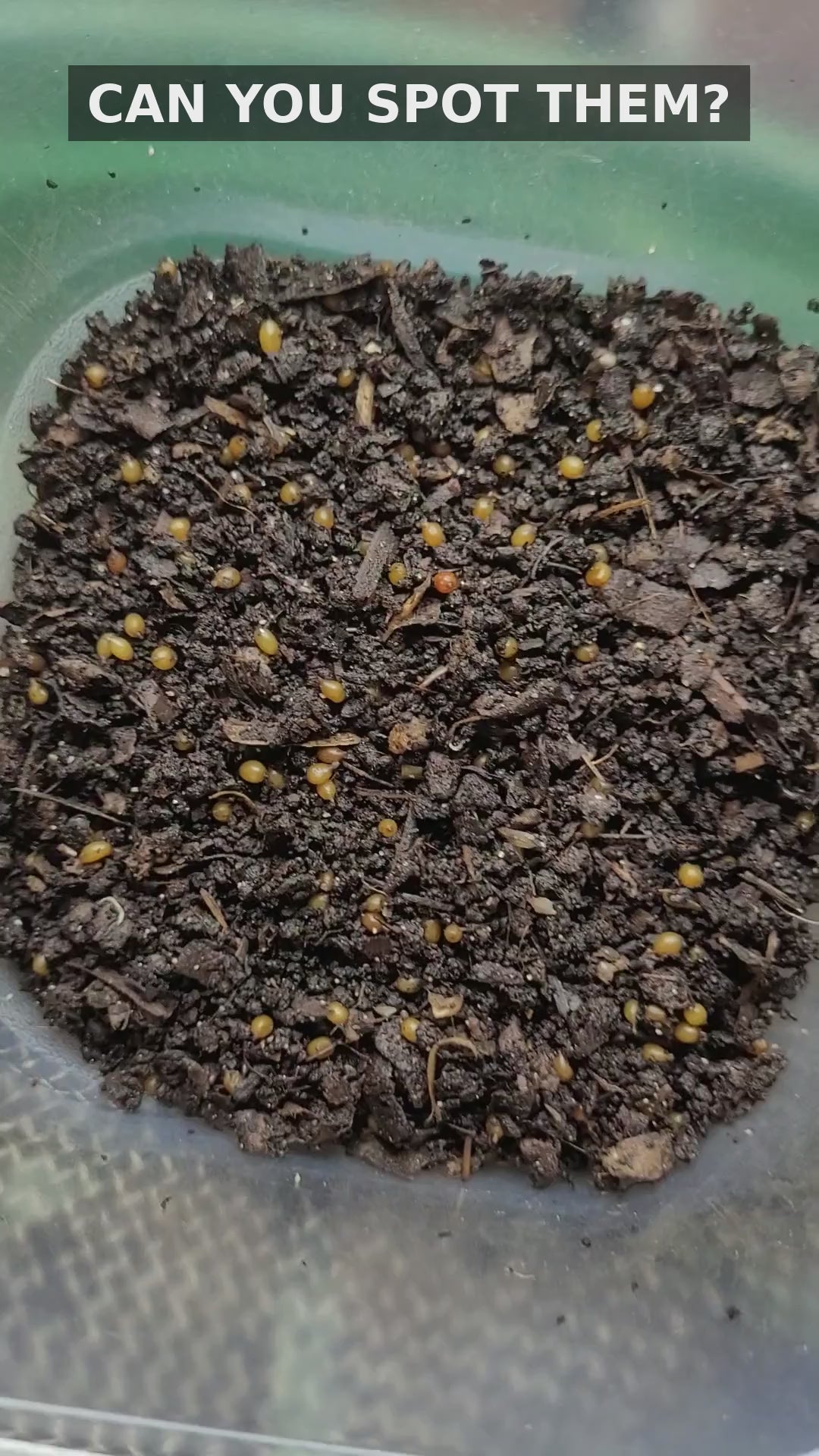 250 Red Wiggler Cocoons
