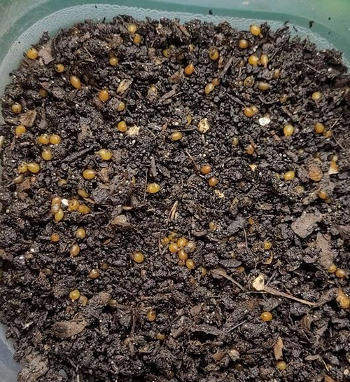 16,000 + Red Wiggler Composting Worm Cocoons -will hatch into 32,000-48,000 worms