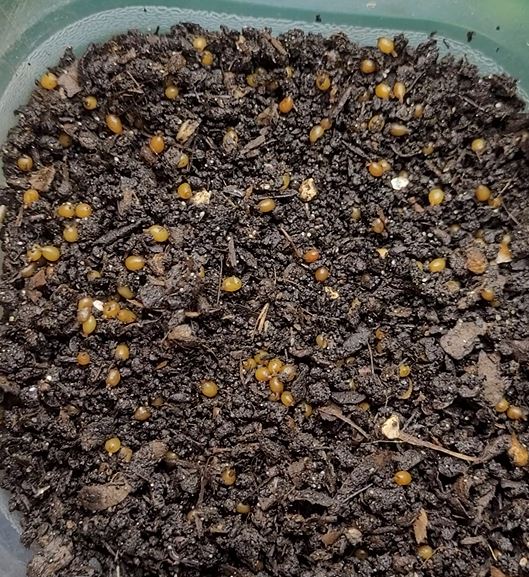 250 Red Wiggler Cocoons