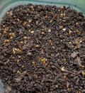 250 Red Wiggler Cocoons