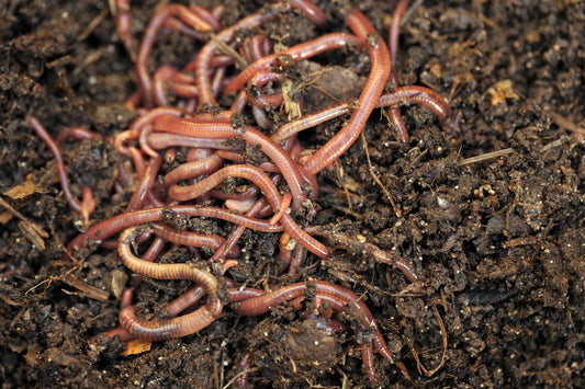 Composting Worms Mix -  2 gallons of Red Wigglers and European Nightcrawlers in native bedding